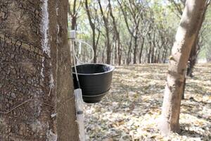 Cup waiting to receive rubber from the tree photo