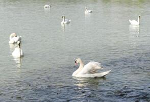 A flock of swans is swimming in a pond. photo