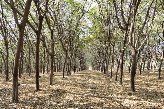Rubber plantations are planted in rows and ready for tapping. photo