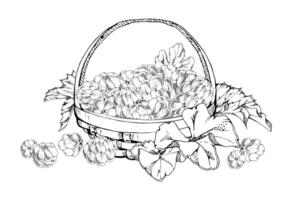 Cloudberry raspberry with leaves in weaved basket, hand drawn ink, line ripe picked Scandinavian forest berry harvest. Isolated illustration. Restaurant cafe menu, recipe book, farmers market vector