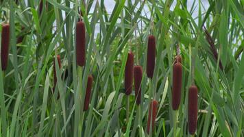 Dense thickets of reeds on the shore of the lake video