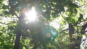 The sun's rays break through the tree branches video