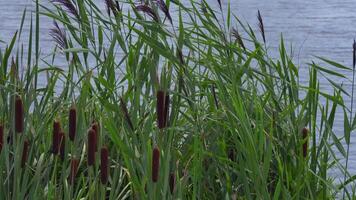 The densely sprouting mature reeds sway in the wind video