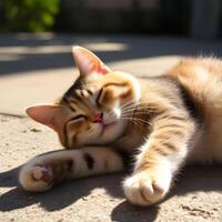 A cat laying on the ground photo