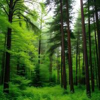 A forest with tall trees and green grass photo