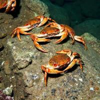A group of crabs on a rock photo