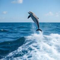 A dolphin jumping out of the water photo