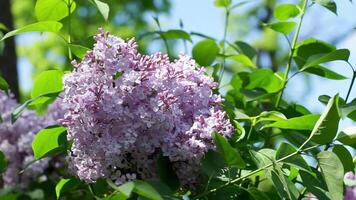 Spring bloom of lilacs video