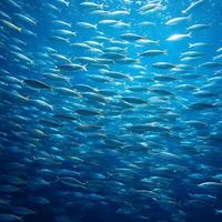 A large school of fish swimming in the ocean photo