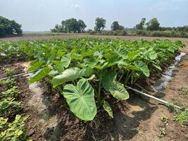 Lush Planted Yam Crops in Field - Farming Agriculture Food Source Root Vegetable photo