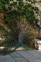 A majestic peacock displaying vibrant iridescent plumage with striking eye patterns. Its rich blue and green feathers create a mesmerizing, elegant, and exotic spectacle in nature photo