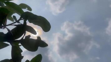 sky and clouds, Sky and trees, sunlight shining through the leaves of a lemon tree. Green leaves on a summer day sunlight background. video