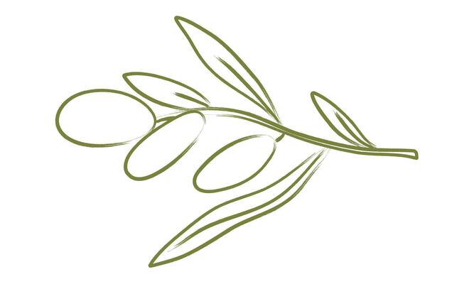 Hand drawn olive tree branch in doodle style. Minimal crayon pencil brush for sketch, ink art, menu, poster, tattoo. Chalk charcoal olives. Isolated illustration.