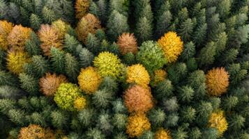 An aerial view of a forest with many different colored trees photo