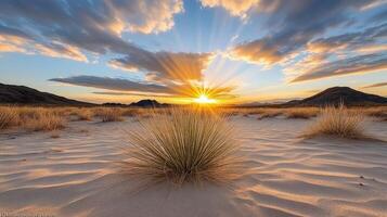 A desert landscape with a sun setting behind a grassy plant photo