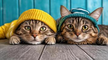 Two cats wearing hats and sweaters photo