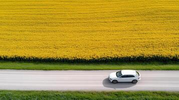 White car driving on the road in the field of yellow flowers photo