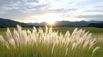 Pampas grass, sunset, golf course, golf course, golf course, golf course, photo