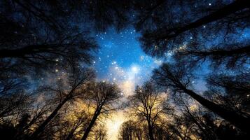 The sky is filled with stars and the trees are silhouetted photo