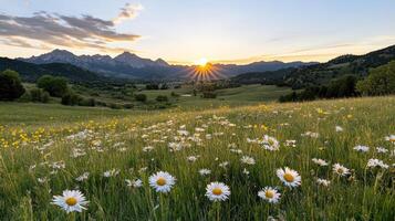 Daisies in a field at sunset with mountains in the background photo