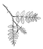 Acacia branch with Leaves Hand Drawing vector