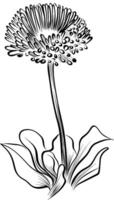 Daisy Flower Hand drawing vector