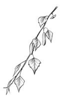 Birch branch with leaves Hand drawing vector