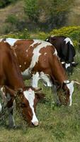 A group of cows grazing in a field video