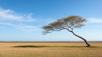 A lone tree in a field photo