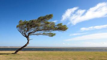 A lone tree stands alone on a grassy field photo