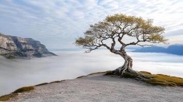 A lone tree stands on a mountain top with clouds in the background photo
