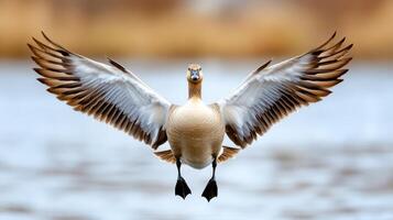 A duck with its wings spread out over water photo
