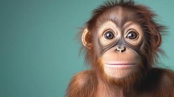 A young oranguel monkey looking at the camera photo