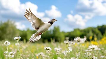 A white bird flying over a field of flowers photo