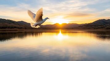 A white dove flying over a lake at sunset photo