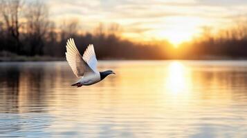 A white bird flying over a lake at sunset photo