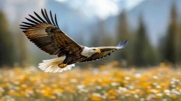 A bald eagle flying over a field of wildflowers photo
