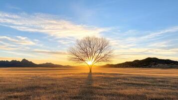 A lone tree stands in a field at sunset photo
