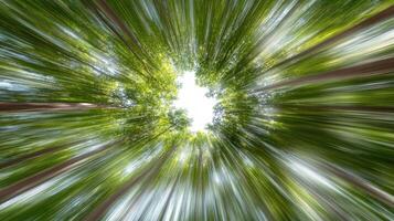 A blurry image of a tree with a sun shining through it photo