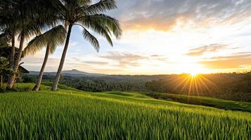 A sunset over a rice field with palm trees photo