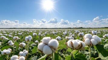 Cotton field with sun shining over it photo