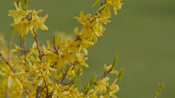 Yellow blossoms of forsythia against blurred green background video