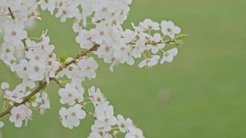 White spring blossoms blooming on tree branch over blurred green background video