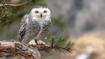 An owl is sitting on a branch with a snowy background photo