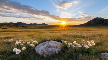 A field with flowers and rocks at sunset photo