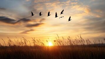 Birds flying over a field with tall grass photo