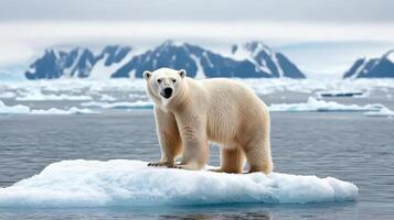 A polar bear standing on an ice floe photo