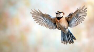 A blue jay flying in the air with its wings spread photo