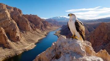 A bird is perched on a rock overlooking a river photo