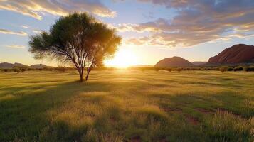 A tree stands in the middle of a grassy field photo